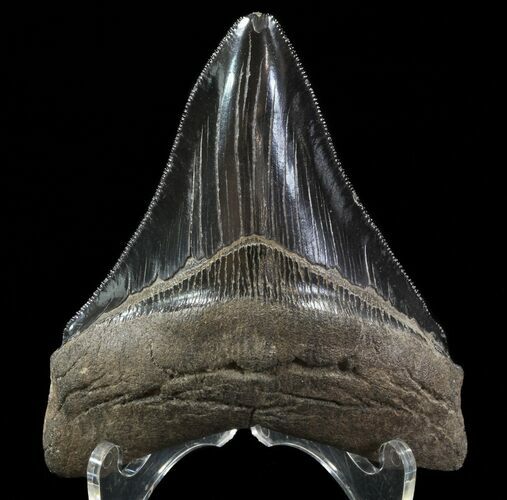 Serrated, Fossil Megalodon Tooth #64545